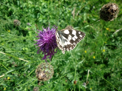 Blume mit Schmetterling