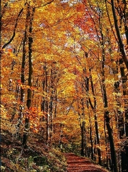 Herbstwald